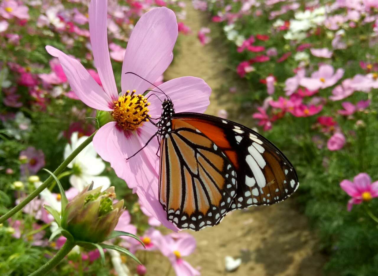 1584690877845144.jpg 1584690877845144.jpg