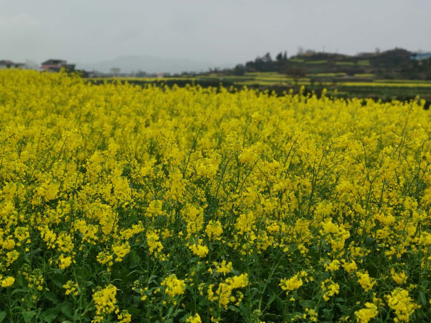 1584690930421926.jpg 1584690930421926.jpg